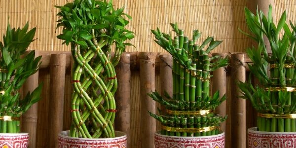 Merawat Tanaman Bambu Hoki agar Berbunga