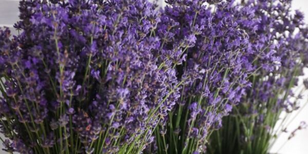 Cantiknya Tanaman Hias Lavender di Rumah